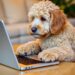 Ein Golden Doodle Welpe tippt mit den Pfoten auf einem Laptop. Im Hintergrund steht ein Sofa.