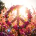 An AI generated peace sign made of flowers.