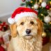 A Golden Doodle wearing a Santa hat next to a Christmas tree